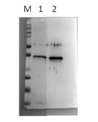 LEA6 | Late embryogenesis abundant protein 6 in the group Antibodies Plant/Algal  / Environmental Stress / Drought stress at Agrisera AB (Antibodies for research) (AS21 4596)